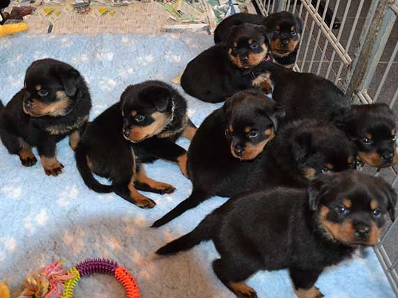 puppy's J-nest week 5